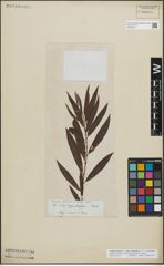 Foto von Salix triandra L. x Salix viminalis L.